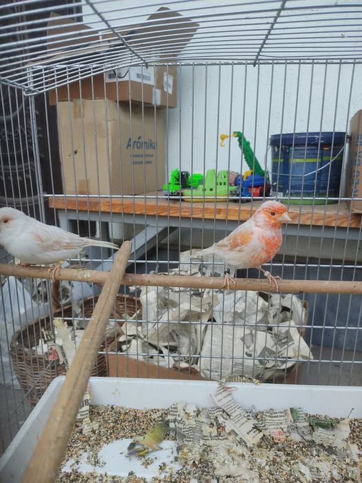 Канарейка самец сатинет