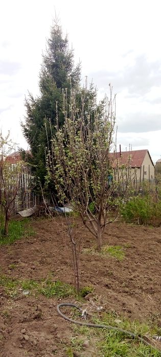 Дача сад Иртыш лесозавод