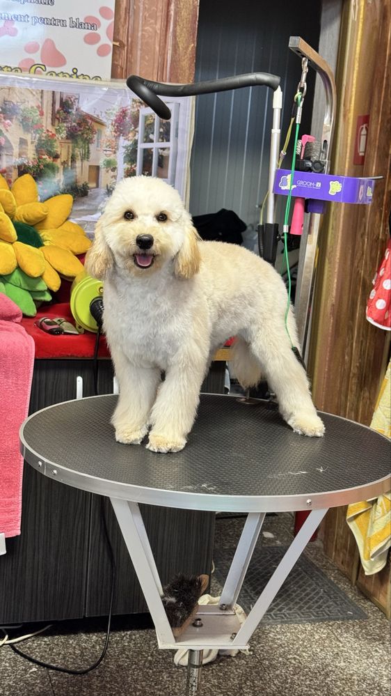 Poodle toy de vanzare