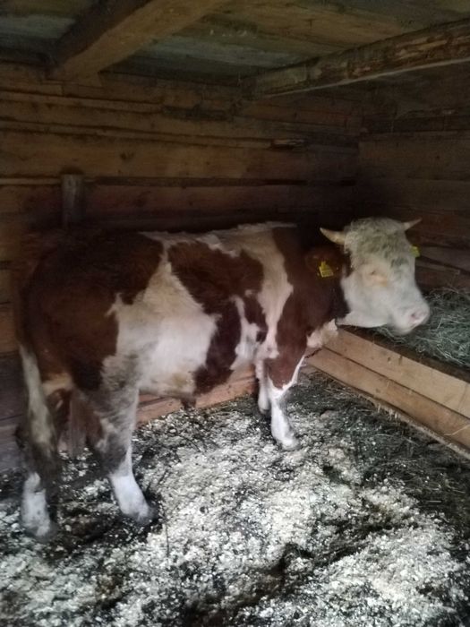 Vând taur cuminte de un an și opt luni