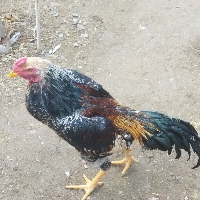 Dakan xoroz sotilad toshkent