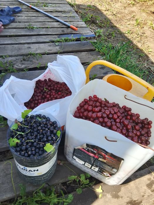 Продам дачный, земельный участок в СО Пригородное