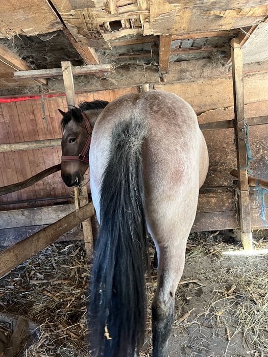 Vând mânză de 1 an și jumătate