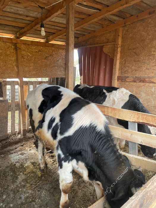 Vând 3 viței vârstă 11 luni