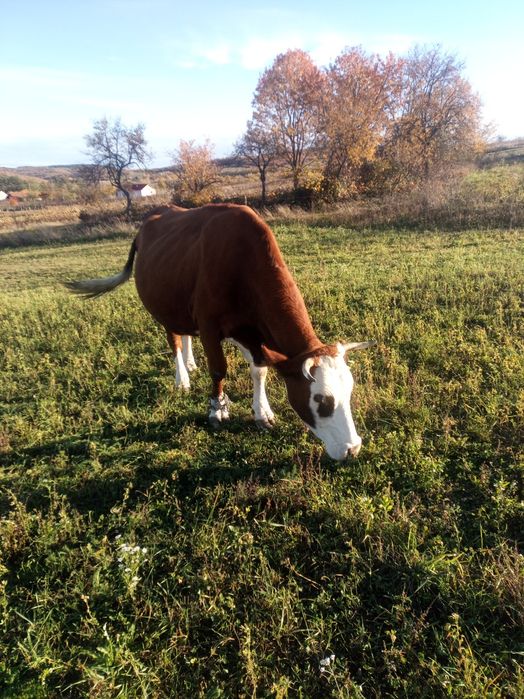 De vânzare vacă baltata