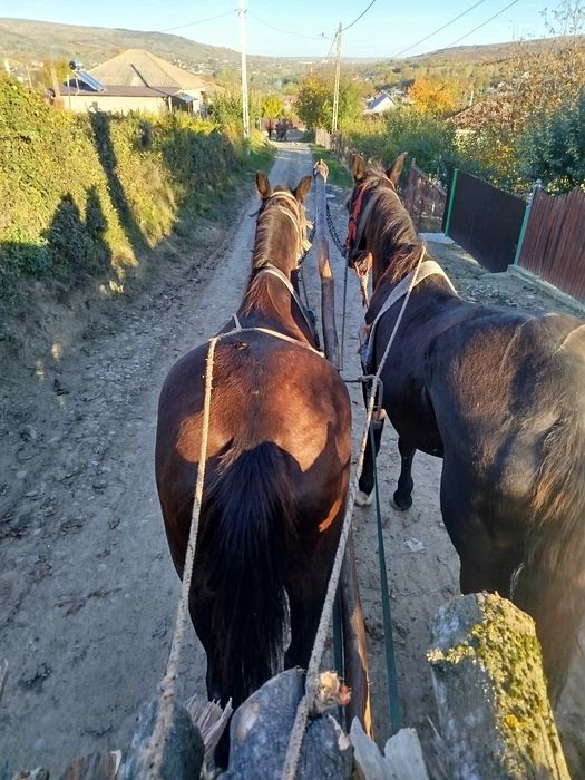 Murga buna de ham  de vânzare