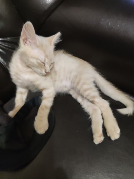 Подарявам котенца