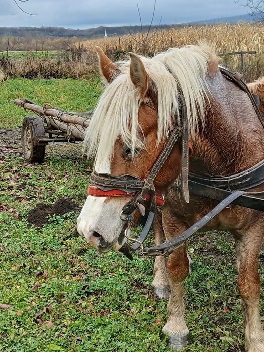 Vand iapa cu vârstă de 4 ani si gestanta
