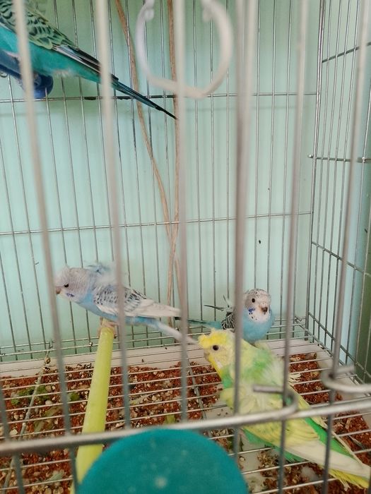 Попугаи японская бабочка