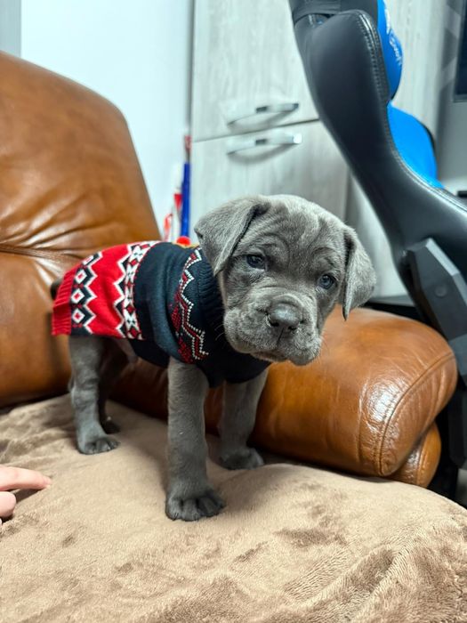 Cane Corso pui Părinți Campioni Arbitrați ACHR FCI