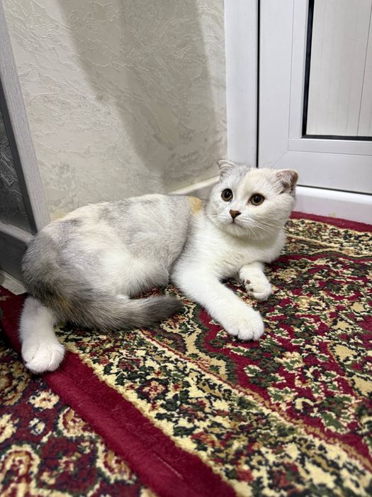 Продаётся скотиш фолд