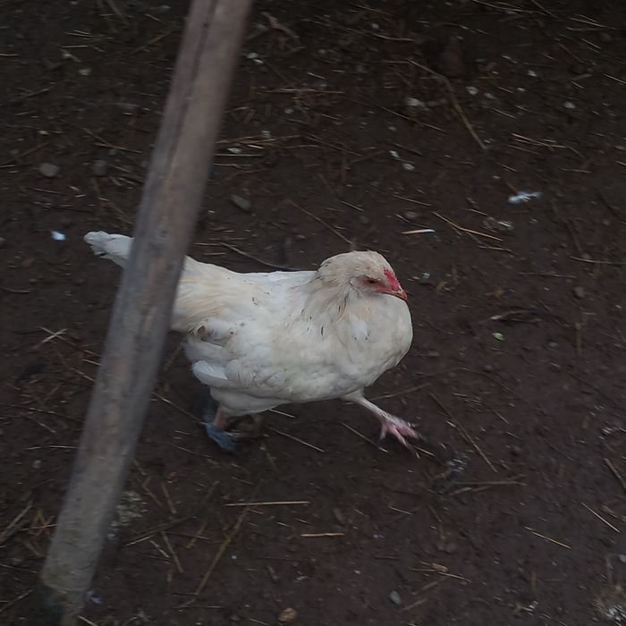 Cocosi frumoși de vânzare