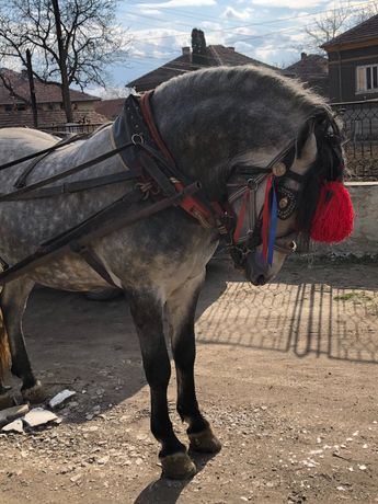 Продава се 6 годишен жребец коня се намира във Видин.