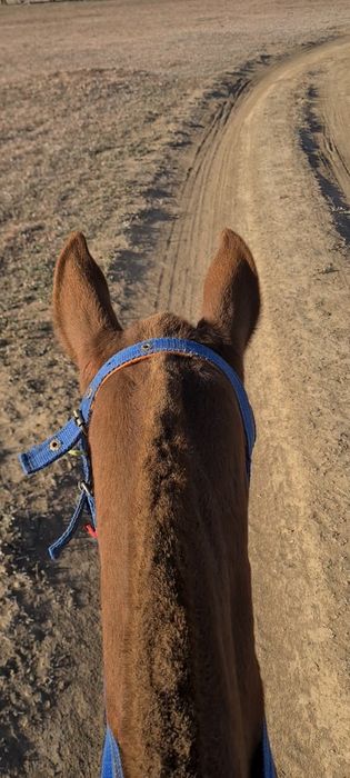 Жуас тай сатылады.