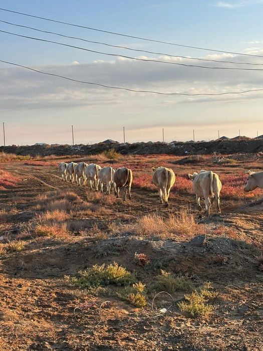 Асылтұқымды сыйырлар сатылады