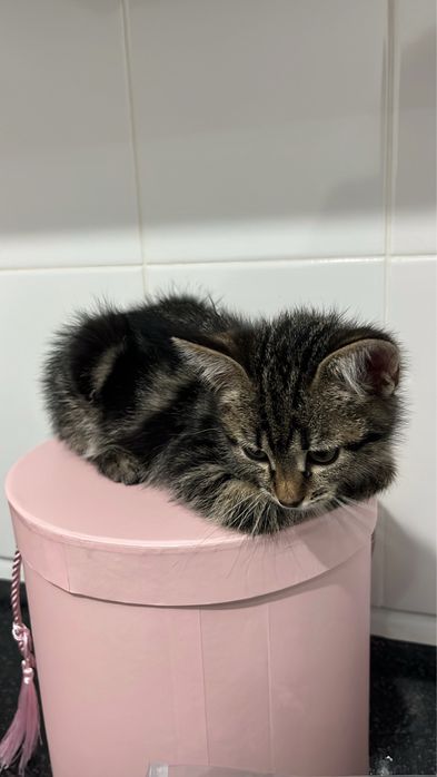 Котенок бесплатно