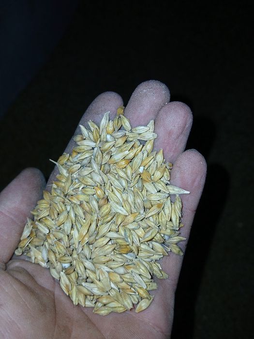 Orz de vânzare și baloti de paie de grâu