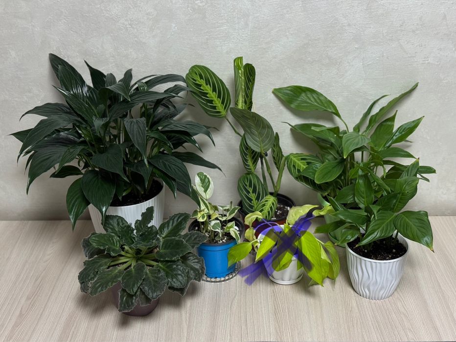 Комнатные растения, домашние цветы