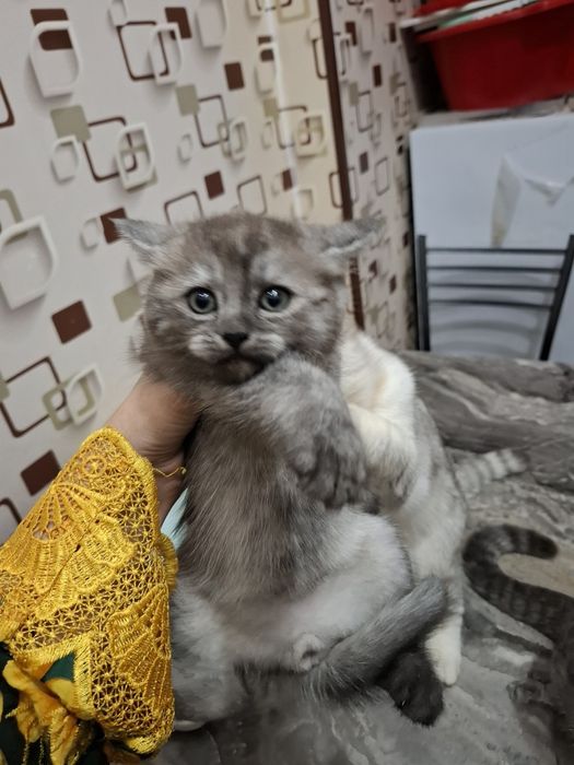 Котята на продажу