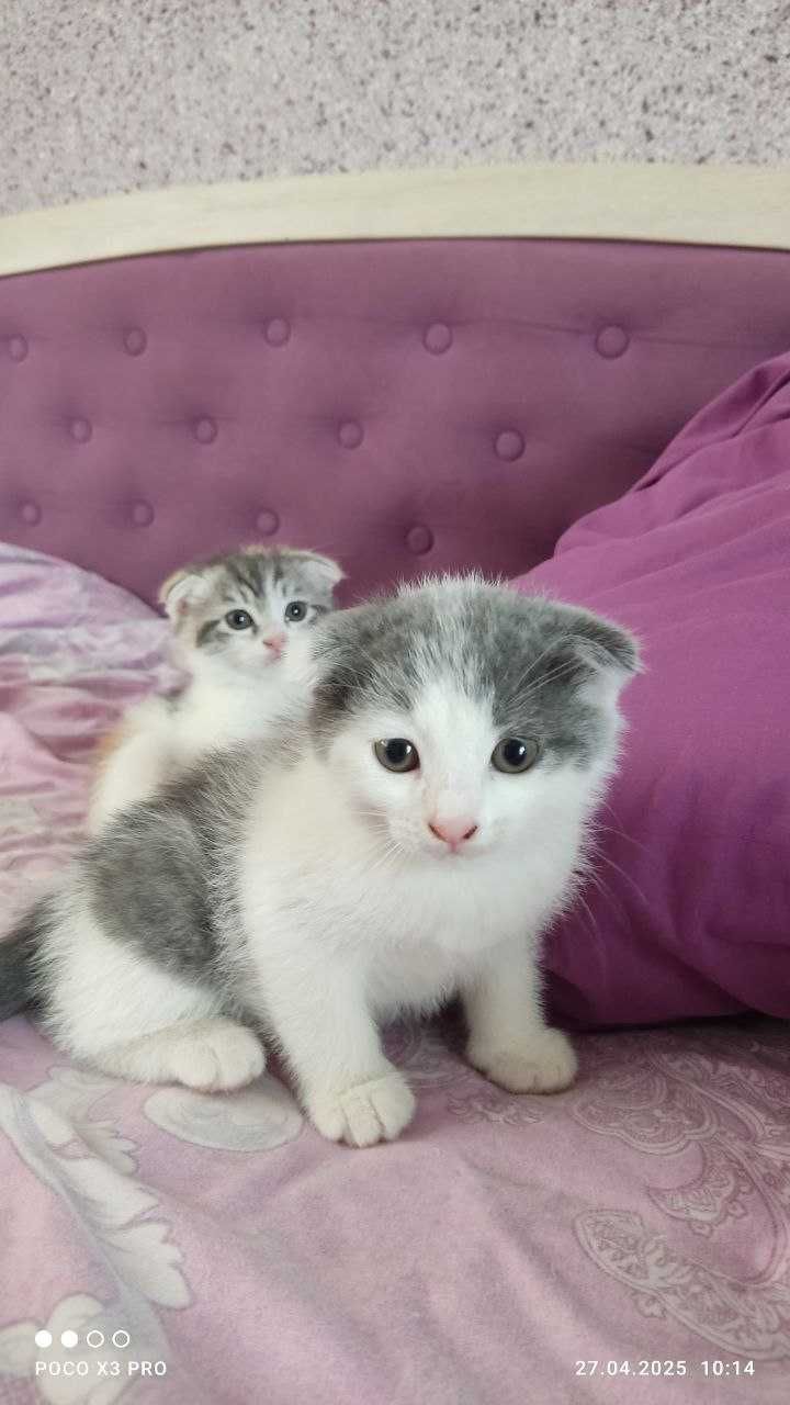 Шотландские котята