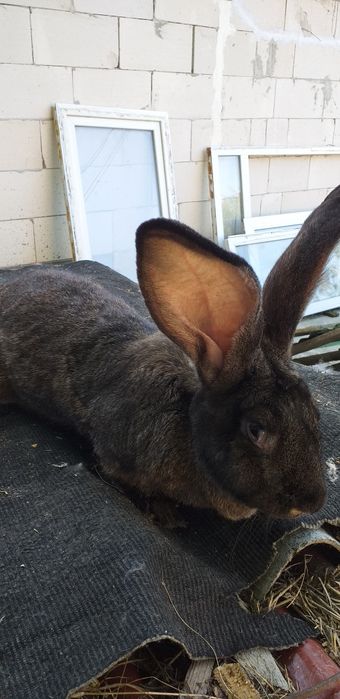 Iepuri din rasa urias si rex