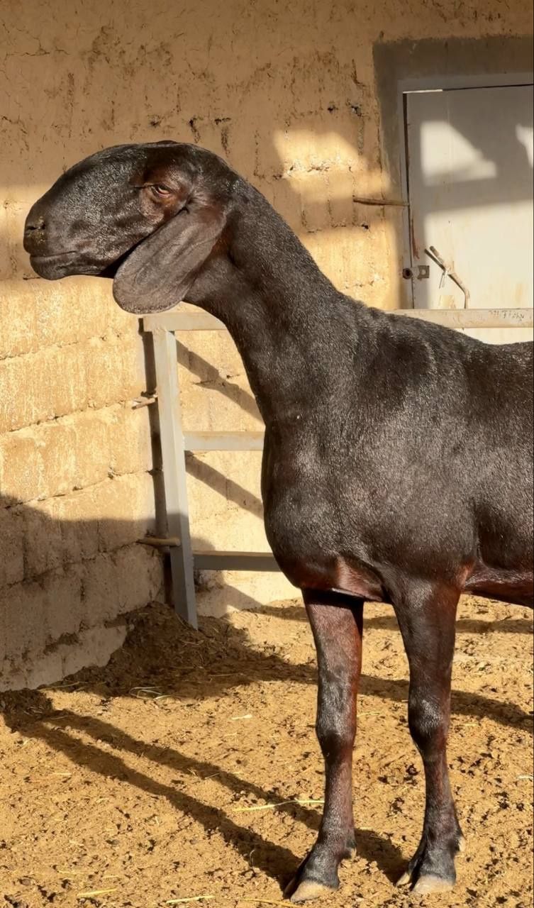Qochqorlar qurbonlikka
