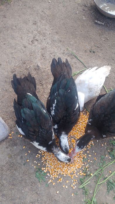 Rate.    Frumoase de anul acesta