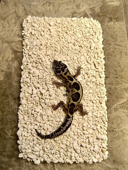Vand gecko- leopard