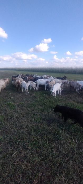 Caută alt domiciliu