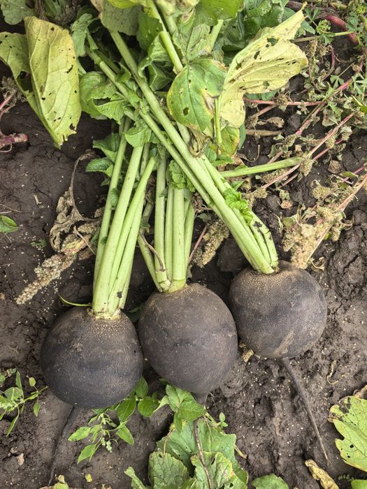 Morcov Ridiche Neagra