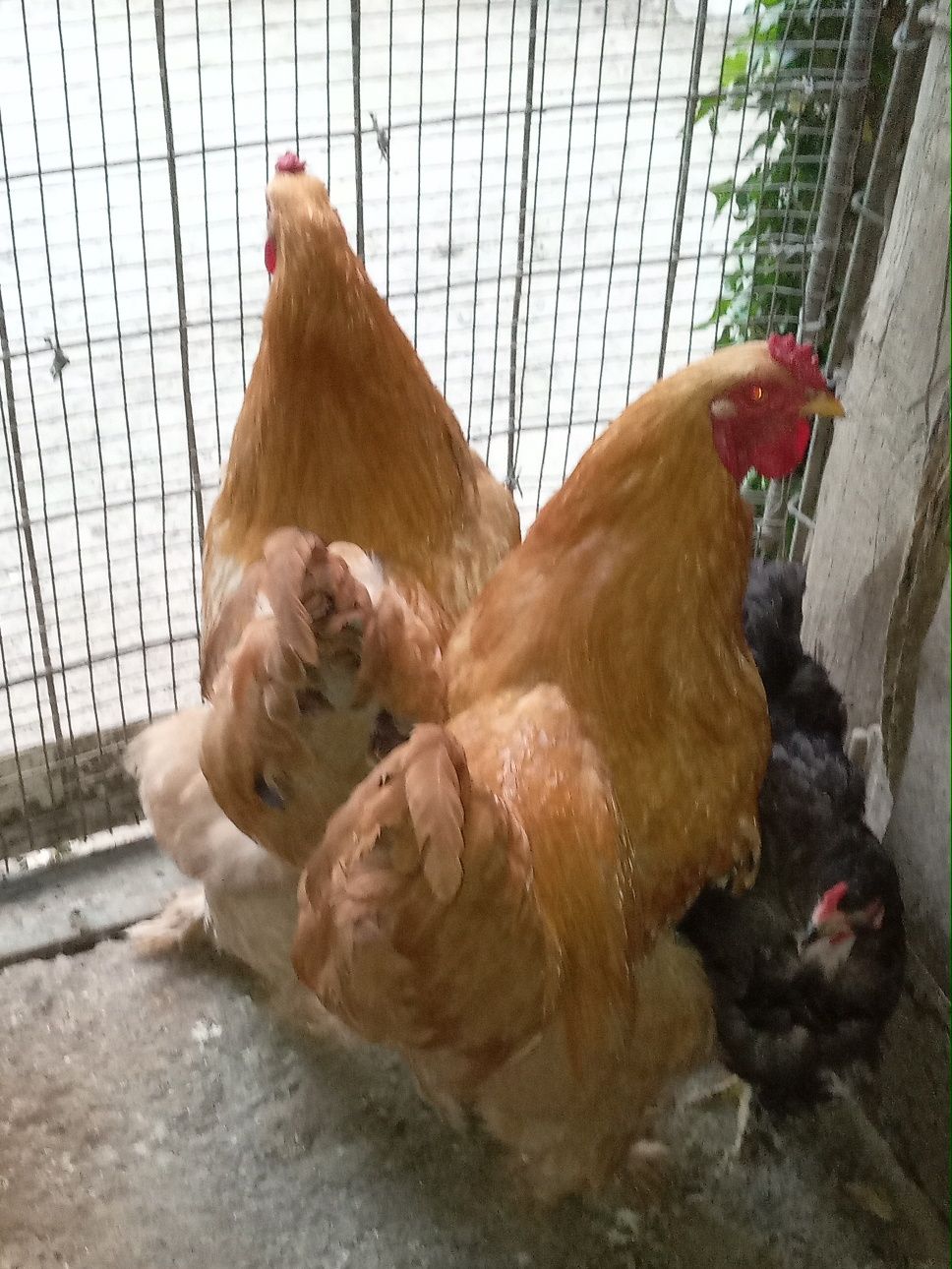 Продам яйца породы брама