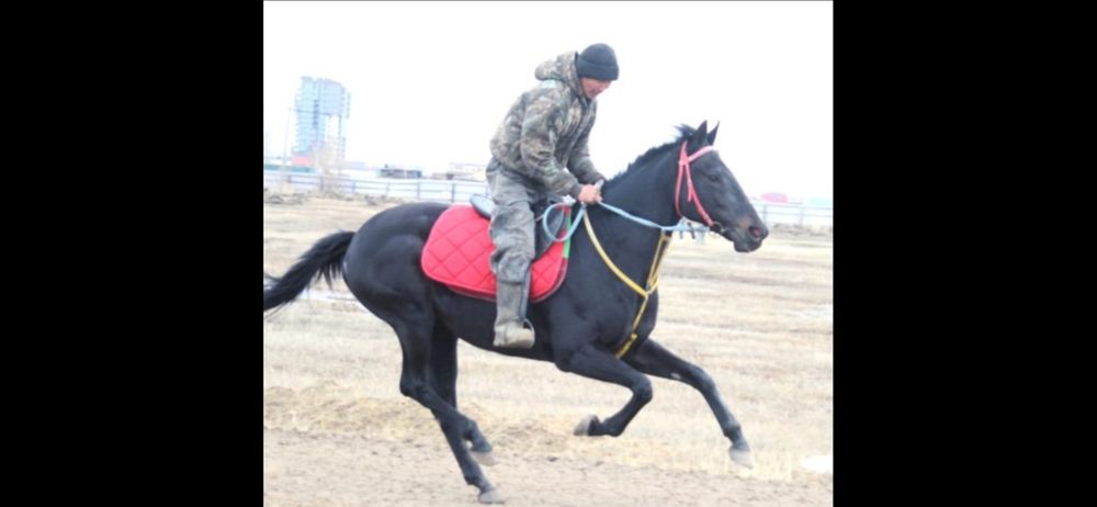 Нужен конюх. Для проездок и ухода за тремя лошадьми