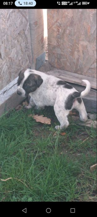 4 БОK x Малиноа микс Кученца