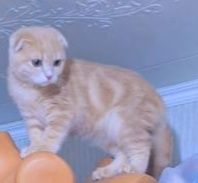 Вислоухая шотландская девочка