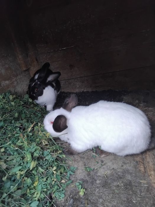 Iepuri de casa 4 buc !!