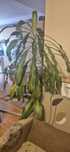 Planta interior Dracaena