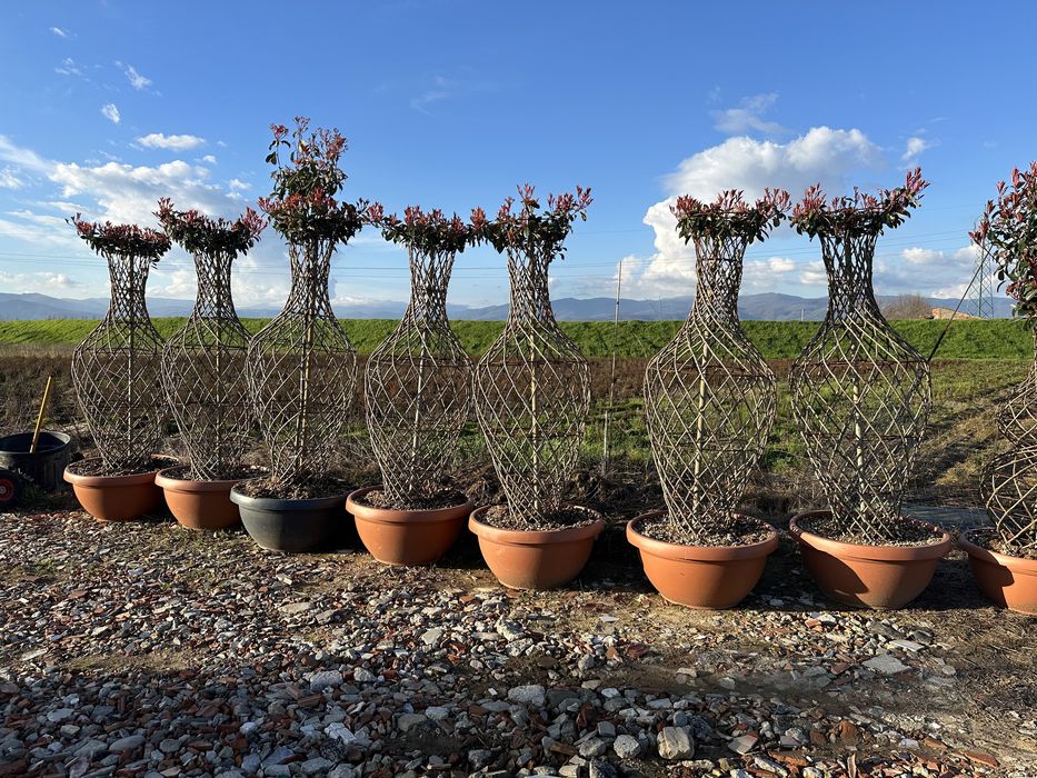 Plante ornamentale pentru spati verzi gradina terase etc