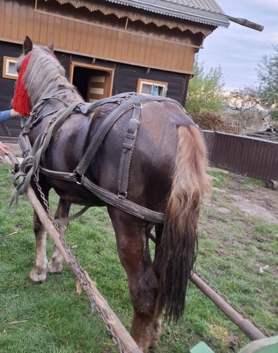 Vând mânză de 1 an și 3 luni