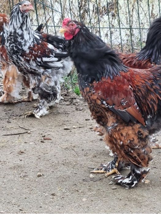 Vâmd Brahma Portelan