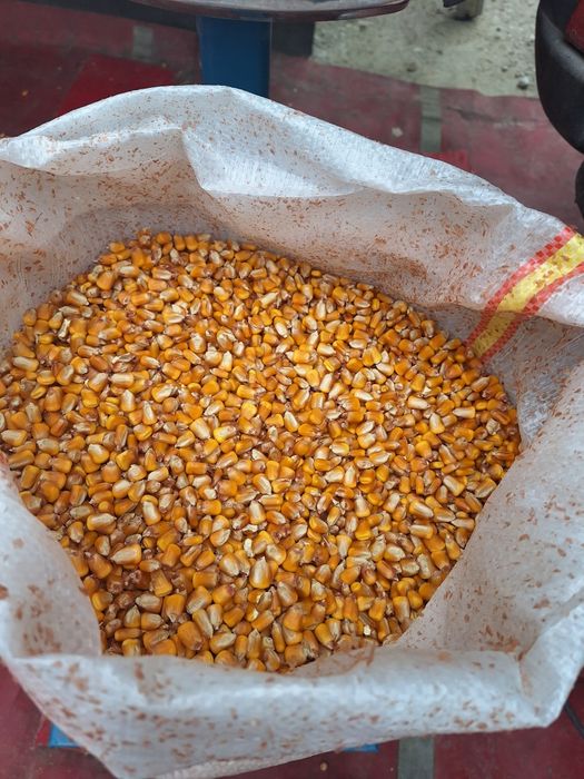 Porumb de vanzare 1.2