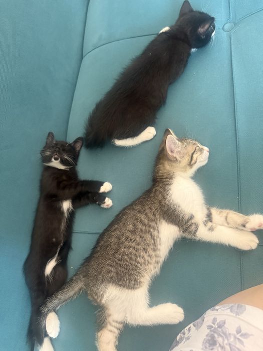 Отдам кошку с котенками