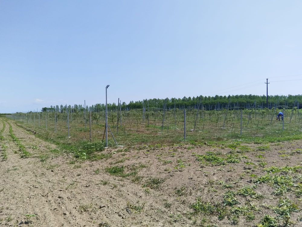 Livada in Amati de vanzare