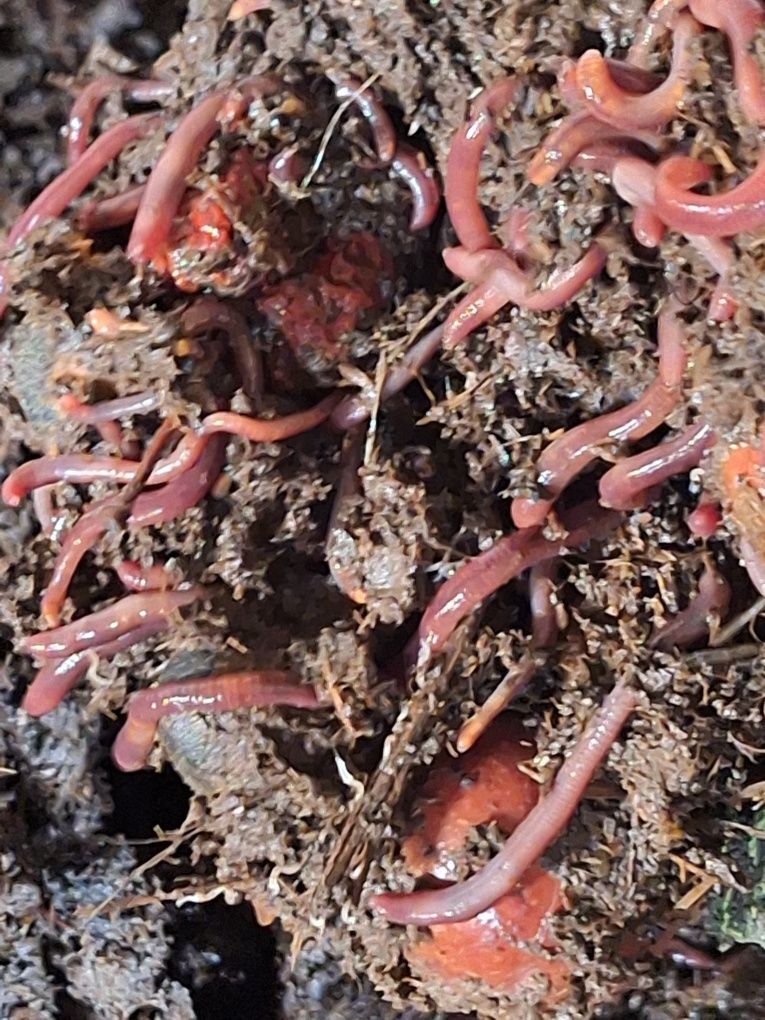 Калифорнийские красный черви для биогумуса и рыбалки