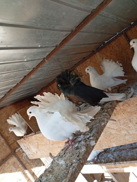 Vând porumbei de ornament