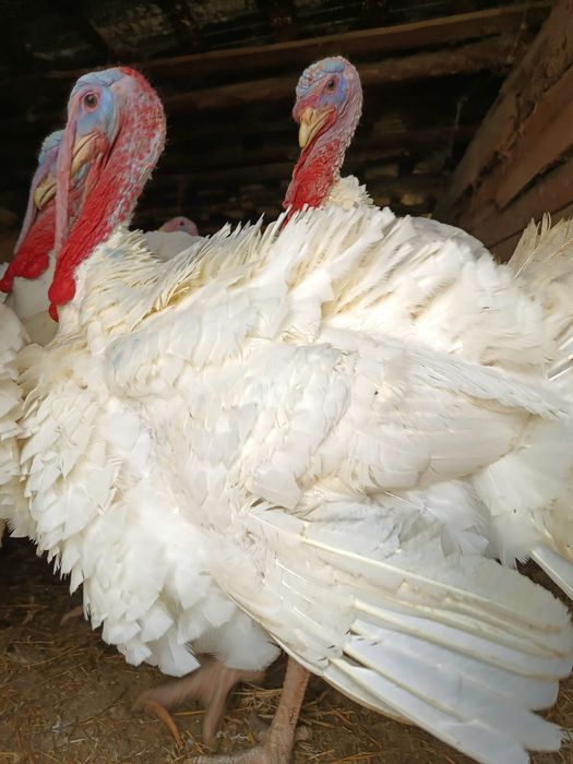 Vând curcani crescuți bio