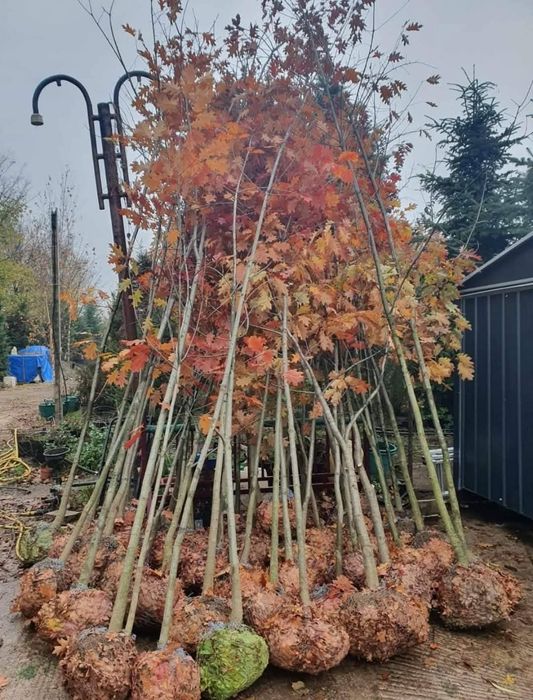 Brazi Argintii,  Brazii  Normandian Mesteacăn cu coaja albă