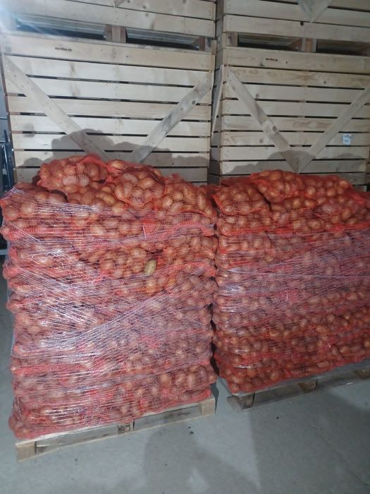 Cartofi 60+, tari pastrati la clima, 50t , ambalati 10 kg