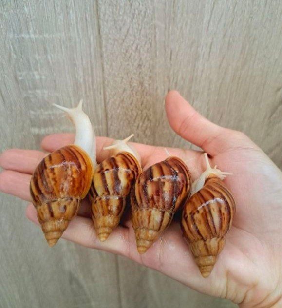 100% tabiy collagen ulitkalar sotuvda bor