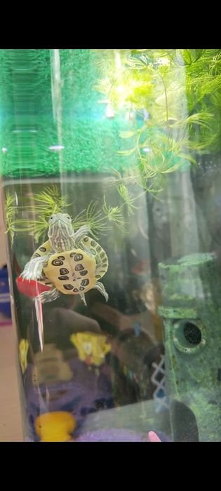 Красноухая черепаха