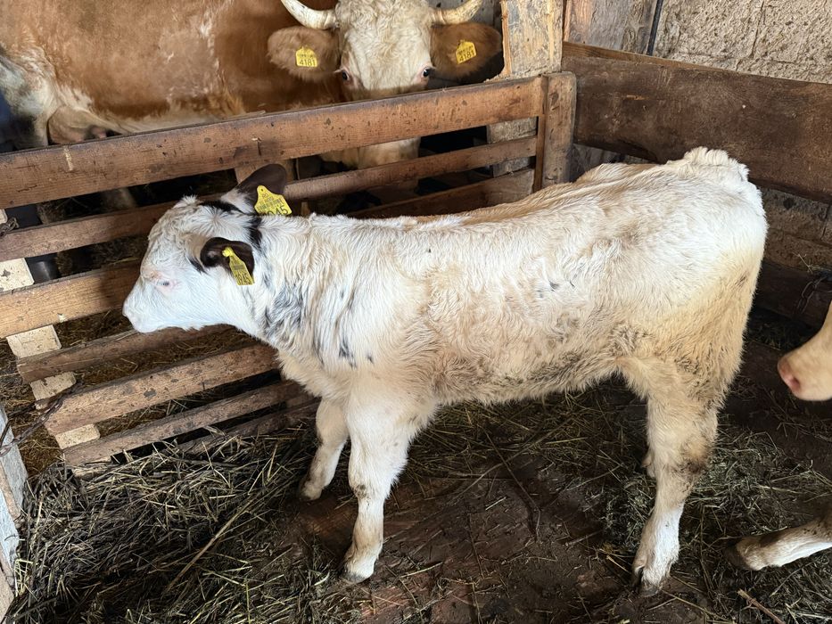 Vand vaca baltata cu vitel albastru